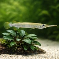Malayan Halfbeak (Dermogenys pusilla) showing slim surface-dwelling body shape — representative image - view 4