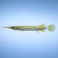 Malayan Halfbeak (Dermogenys pusilla) side view with long lower jaw — representative image - view 3