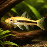 Chinese algae eater black (Gyrinocheilus aymonieri black gold) in a planted aquarium - view 1