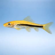 Chinese algae eater black (Gyrinocheilus aymonieri black gold) side profile on a plain background - view 3