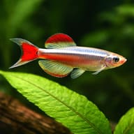 Longfin White Cloud Mountain Minnow beside a plant; individual fish vary - view 4