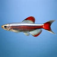 Side-view Longfin White Cloud Mountain Minnow; colour and fin length vary - view 3