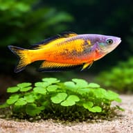 Parkinson's Rainbowfish (Melanotaenia parkinsoni) scale and colour detail — representative image - view 4