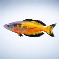 Parkinson's Rainbowfish (Melanotaenia parkinsoni) side profile — representative image - view 3