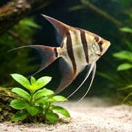 Side view of Orinoco F1 Altum Angelfish Pterophyllum altum with extended fins — representative image - view 4