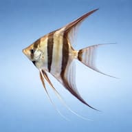Orinoco F1 Altum Angelfish Pterophyllum altum showing tall fins beside aquarium plants — representative image - view 3