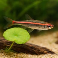 Representative digital illustration of Redline Rasbora (Rasbora pauciperforata) above aquarium plants — representative image - view 4