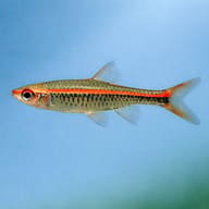 Representative side-view digital illustration of Redline Rasbora (Rasbora pauciperforata) — representative image - view 3