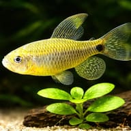 Sailfin Tetra (Crenuchus spilurus) close view showing subtle body pattern — representative image - view 4