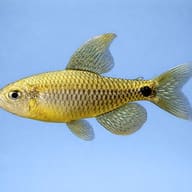 Sailfin Tetra (Crenuchus spilurus) side profile showing the extended dorsal fin — representative image - view 3