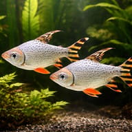 Silver Prochilodus Red Fin Semaprochilodus taeniurus in planted display — representative image - view 2