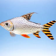 Silver Prochilodus Red Fin Semaprochilodus taeniurus side view — representative image - view 3