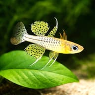 Spotted Blue-Eye (Pseudomugil gertrudae) close view beside an aquarium plant - view 4