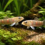 Schistura balteata pair in a planted aquarium - view 2