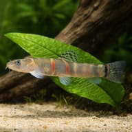 Schistura balteata close view beside an aquarium plant - view 4