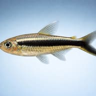 Penguin Tetra (Thayeria boehlkei) side profile on a plain background - view 3