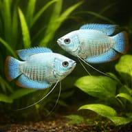 Cobalt Dwarf Gourami (Colisa lalia cobalt dwarf) pair in a planted aquarium - view 2