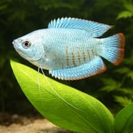 Cobalt Dwarf Gourami (Colisa lalia cobalt dwarf) close view beside an aquarium plant - view 4