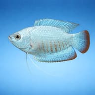 Cobalt Dwarf Gourami (Colisa lalia cobalt dwarf) side profile on a plain background - view 3