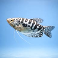 Representative side profile of the Cosby opaline Three-Spot Gourami form - view 3