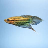 Croaking Gourami Trichopsis vittata side profile aquarium view — representative image - view 4