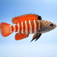 Honey Dwarf Gourami Red (Colisa chuna red) side profile on a plain background - view 3