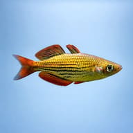 Dwarf Australian Rainbow (Melanotaenia maccullochi) side profile on a plain background - view 3