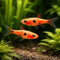 Dwarf Rasbora — Pygmy Rasbora Boraras maculatus pair in planted aquarium — representative image - view 2