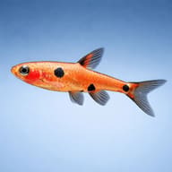 Dwarf Rasbora (Boraras maculatus) side view showing spotted flank markings — representative image - view 3