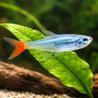 Glass Bloodfin (Prionobrama filigera) in a planted aquarium - view 4