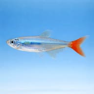 Glass Bloodfin (Prionobrama filigera) side profile on a plain background - view 3