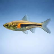Glowlight Rasbora (Trigonostigma hengeli) side profile showing its fine orange line — representative image - view 4