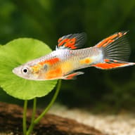 Guppy scale-and-plant aquarium gallery image for Female Guppy Mix — representative image - view 5