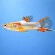 Guppy side-view aquarium gallery image for Female Guppy Mix — representative image - view 4