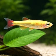 Gold White Cloud (Tanichthys albonubes golds) close view beside an aquarium plant - view 4