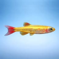 Gold White Cloud (Tanichthys albonubes golds) side profile on a plain background - view 3