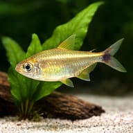 Golden tetra (Hemigrammus rodwayi) in a planted aquarium - view 4