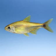Golden tetra (Hemigrammus rodwayi) side profile on a plain background - view 3