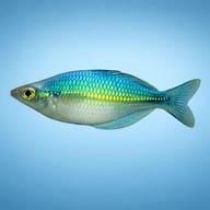 Lake Kutubu Rainbowfish (Melanotaenia lacustris) side profile on a plain background - view 3