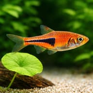 Representative Lambchop Rasbora beside aquarium plants - view 4