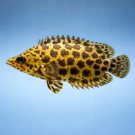 Spotted climbing perch (Ctenopoma acutirostre) side profile on a plain background - view 3