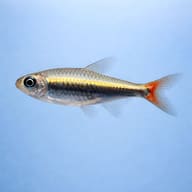Loreto tetra (Hyphessobrycon loretoensis) side profile on a plain background - view 3