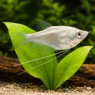 Moonlight Gourami (Trichogaster microlepis) close view beside an aquarium plant - view 4