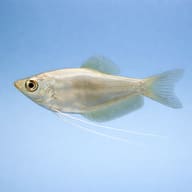 Moonlight Gourami (Trichogaster microlepis) side profile on a plain background - view 3