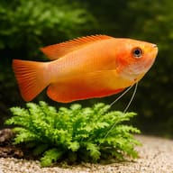 Orange Thick-Lipped Gourami (Colisa labiosa) close view beside an aquarium plant - view 4