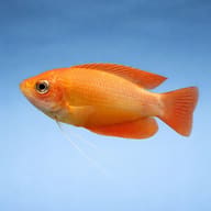 Orange Thick-Lipped Gourami (Colisa labiosa) side profile on a plain background - view 3
