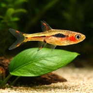 Representative Phoenix Rasbora beside an aquarium plant; leaf not to scale - view 5
