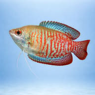 Rainbow Dwarf Gourami (Colisa lalia rainbow) side profile on a plain background - view 3