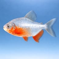 Representative side view of a juvenile Red-Bellied Pacu on a plain blue background - view 3
