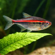 Red-Line Tetra (Hyphessobrycon amapaensis) side profile with clear red line — representative image - view 4